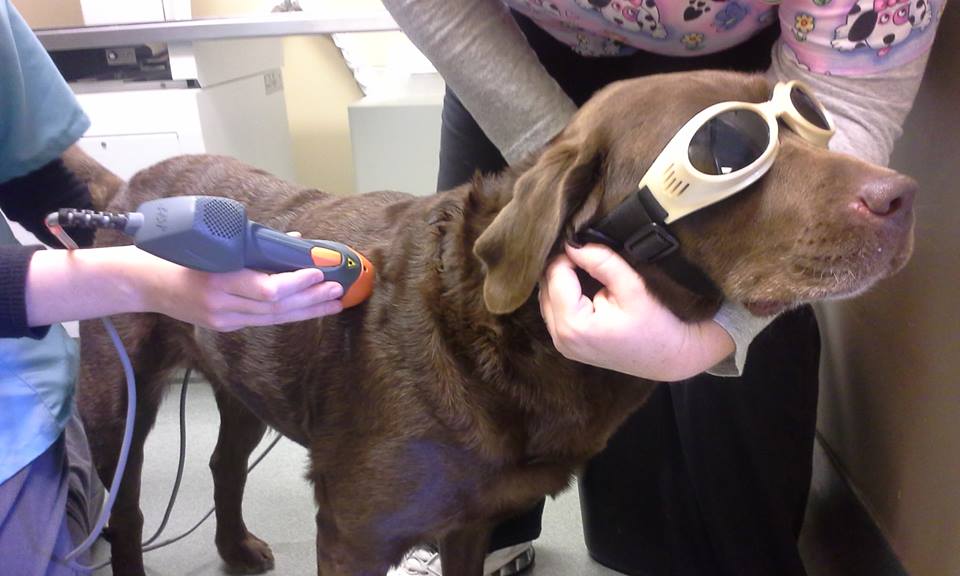 pets laser safety glasses pets laser safety glasses